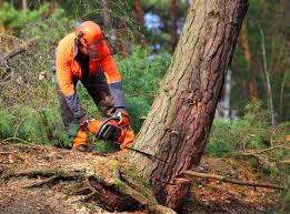 Best Arborist Consultation Services  in Fort Salonga, NY