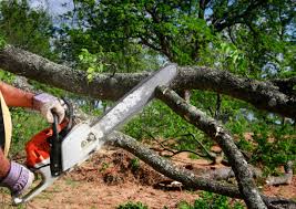  Fort Salonga, NY Tree Removal Services Pros