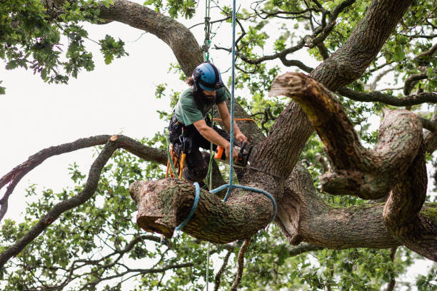 Best Leaf Removal  in Fort Salonga, NY