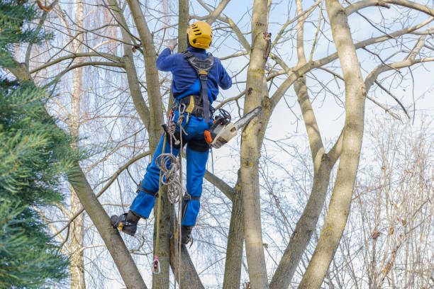 Best Seasonal Cleanup (Spring/Fall)  in Fort Salonga, NY