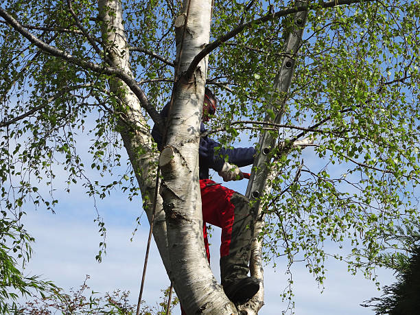 Best Fruit Tree Pruning  in Fort Salonga, NY